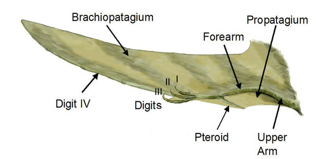 File:Pterosaur wing BW2.jpg