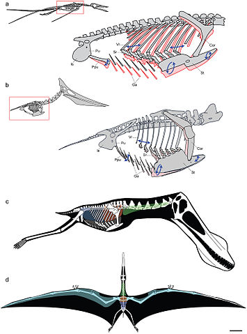File:Pterosaurs.jpg