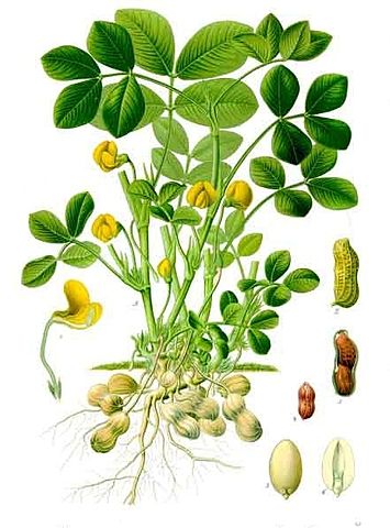 File:Arachis hypogaea - K&ouml;hler&ndash;s Medizinal-Pflanzen-163.jpg
