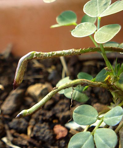 File:Peanut stalks.jpg