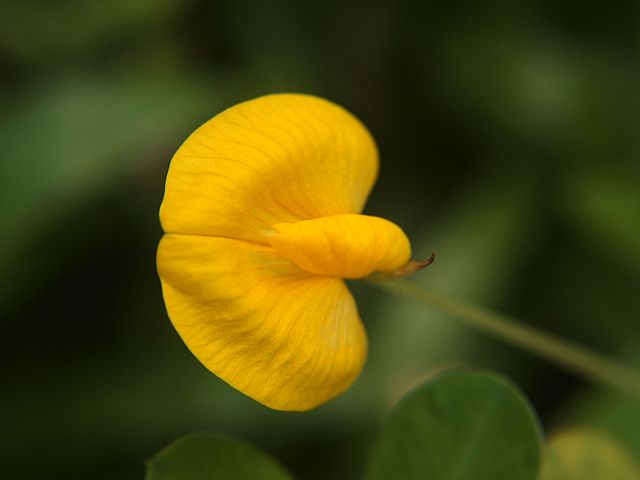 File:Arachis hypogaea Flower.jpg