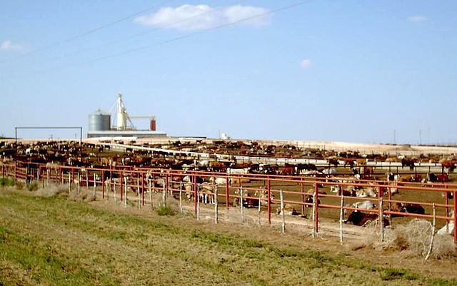 File:Feedlot-1.jpg