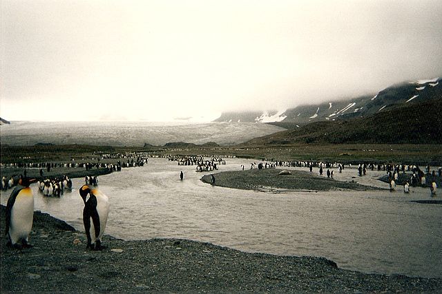 File:King penguins on South Georgia Island.jpg