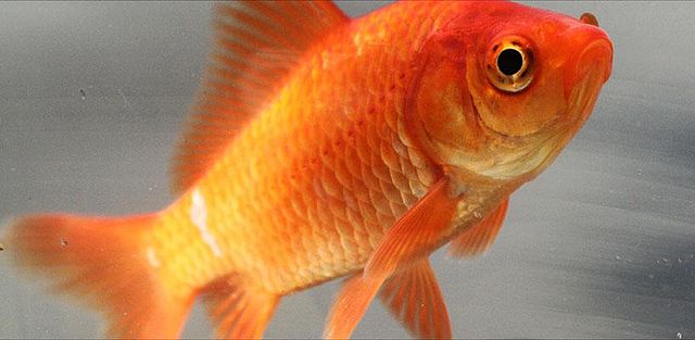 File:Common goldfish.JPG