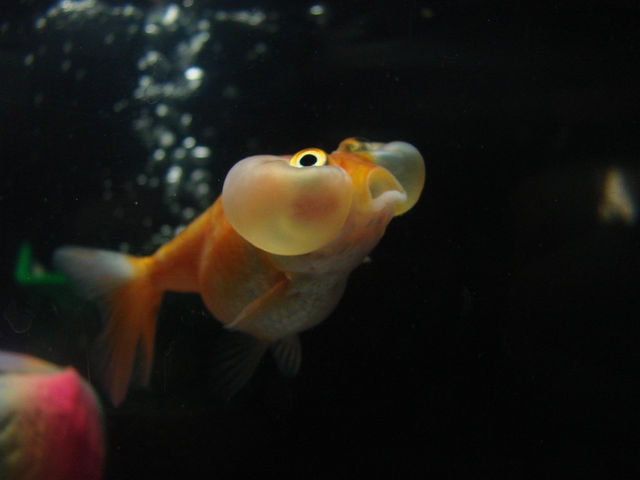 File:Bubble Eye goldfish.jpg