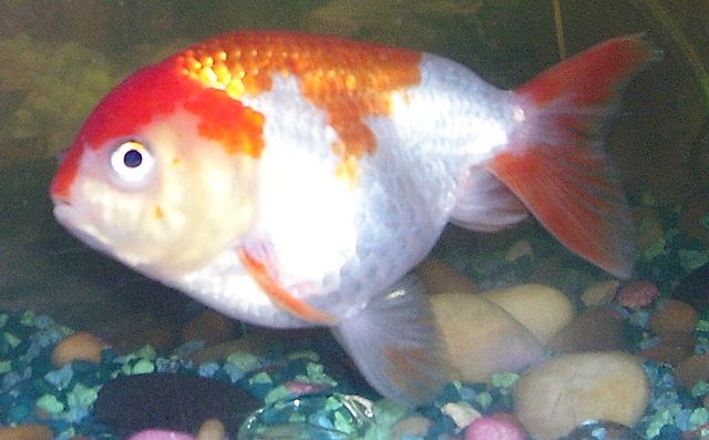 File:LionheadGoldfishSideviewRodsan18b.jpg