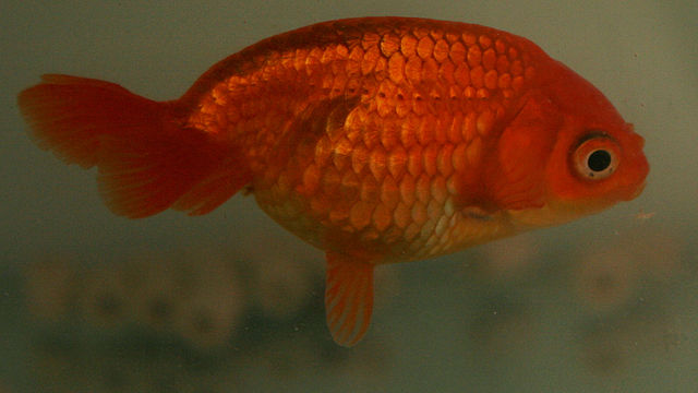 File:Eggfish.jpg