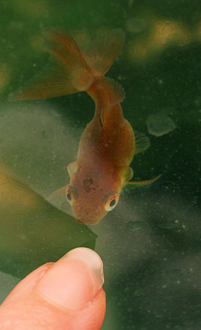 File:Curled gill goldfish.jpg