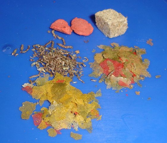 File:Aquarium - dried food2.jpg