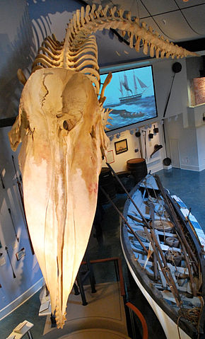 File:Sperm whale skeleton front.jpg