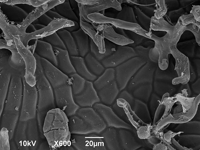 File:Pitcher plant trichomes pollen .jpg