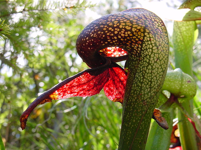 File:Darlingtonia californica ne8.JPG