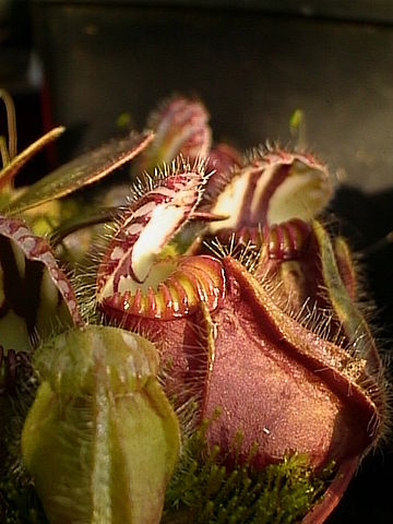 File:Cephalotus follicularis001.jpg