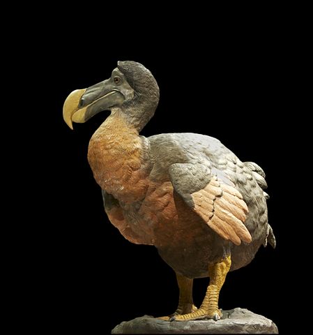 File:Dronte dodo Raphus cucullatus.jpg