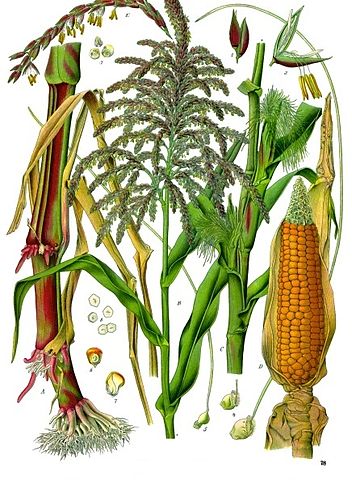 File:Zea mays - K&ouml;hler&ndash;s Medizinal-Pflanzen-283.jpg