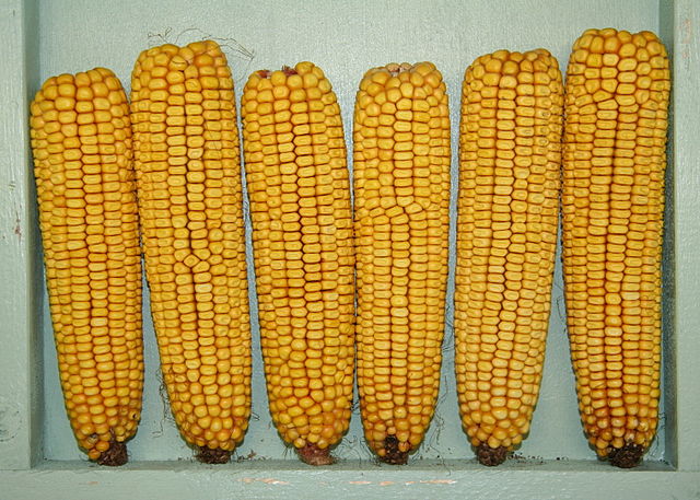File:YellowCorn.jpg