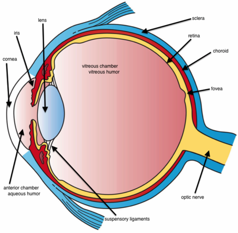 File:Three Main Layers of the Eye.png