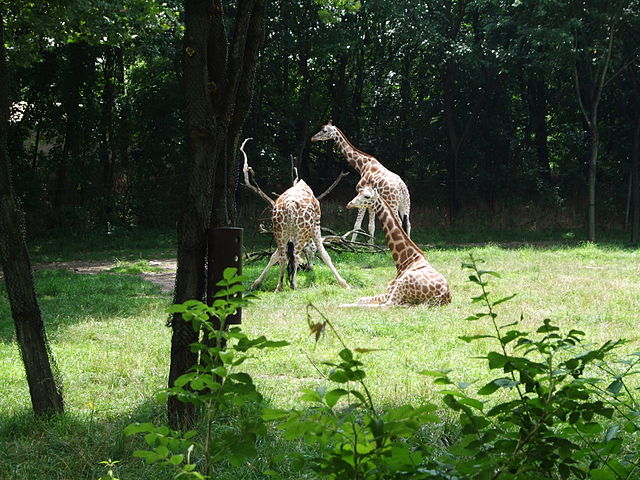 File:Bronx Zoo 093.JPG