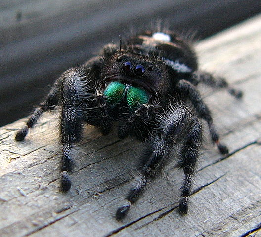 File:Jumping Spider.jpg
