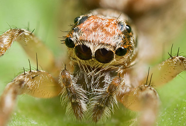 File:Salticidae sp. AF 2.jpg