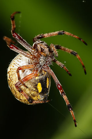 File:Australian orb weaver spinning web.jpg