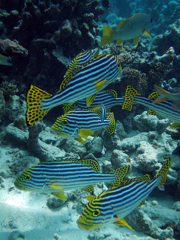File:Maldives Oriental sweetlips, Plectorhinchus vittatus.jpg