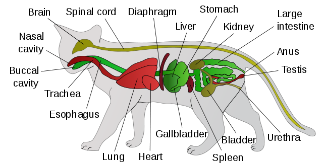File:Scheme cat anatomy-en.svg