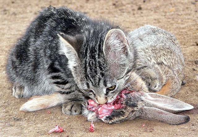 File:Feral-kitten-eating-adult-cottontail-rabbit.jpg