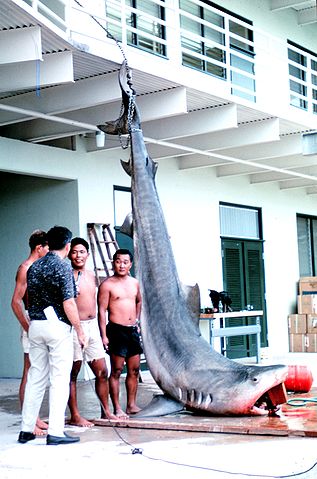 File:Tiger shark, Hawaii Aii.jpg