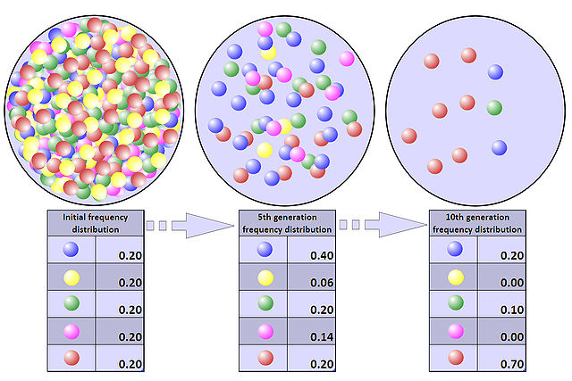 File:Population bottleneck.jpg