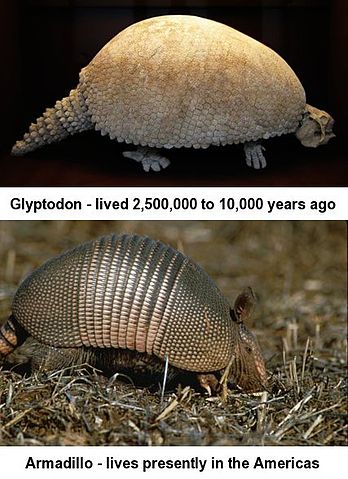 File:Glyptodon-Armadillo.jpg