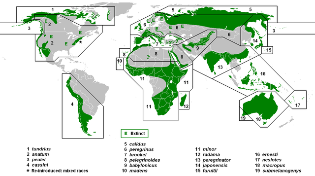File:PeregrineSubspeciesMap.png