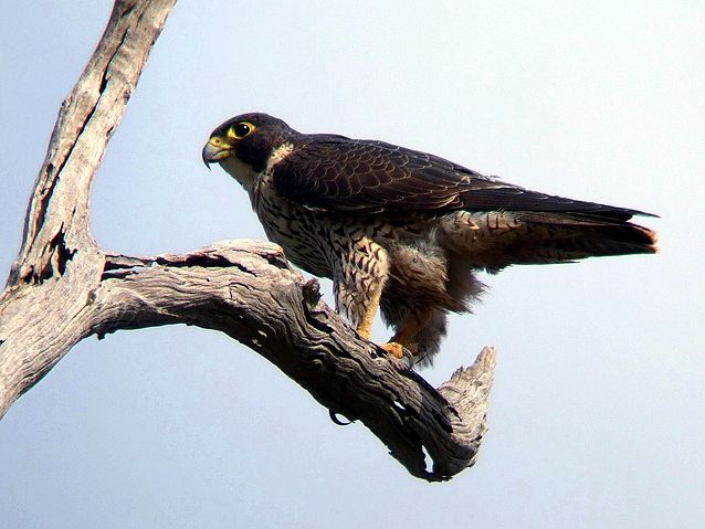 File:Peregrine Falcon Kobble Apr07.JPG