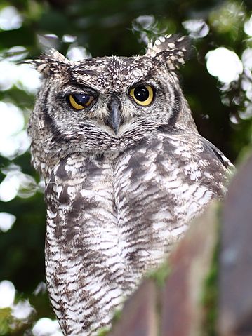 File:SpottedEagleOwl2539MGEyeLid.jpg