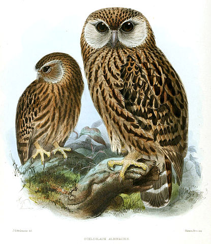 File:Keulemans Laughing Owl.jpg