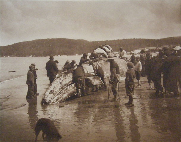 File:The King of the Seas in the Hands of the Makahs - 1910.jpg