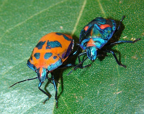 File:Cotton Harlequin Bugs.jpg