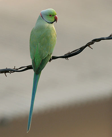 File:Rose-ringed Parakeet (Male) I IMG 9141.jpg