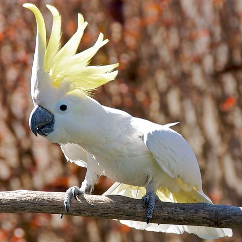 File:Cacatua galerita -perching on branch -crest-8a-2c.jpg