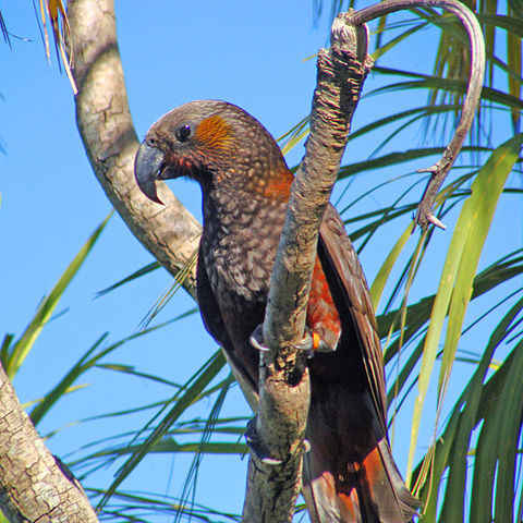 File:Kaka (Nestor meridionalis)- Wellington -NZ-8-2c.jpg
