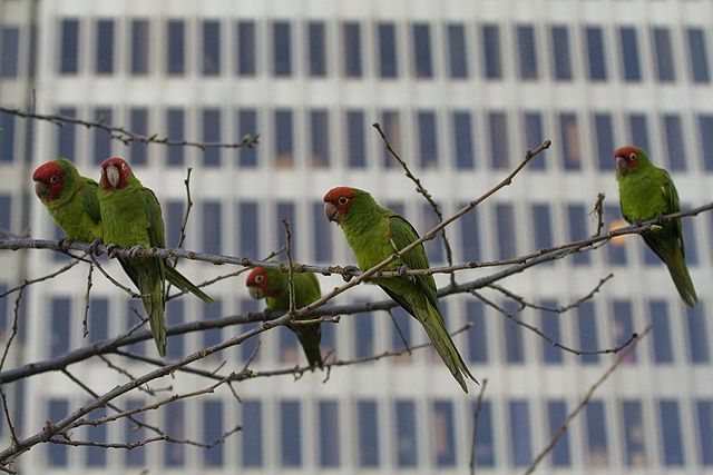 File:Parrots of telegraph hill.jpg