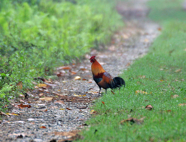 File:Red Junglefowl (Gallus gallus) at 23 Mile near Jayanti, Duars, West Bengal W IMG 5861.jpg