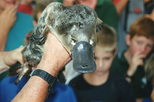File:Platypus in Geelong.jpg
