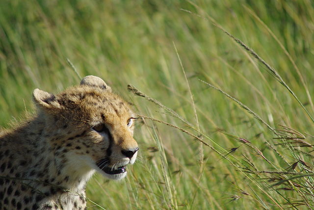 File:Cheetah taken at the Maasai Mara National Reserve in Kenya.JPG