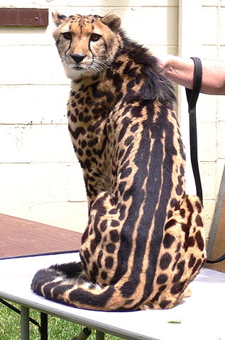 File:King cheetah.jpg