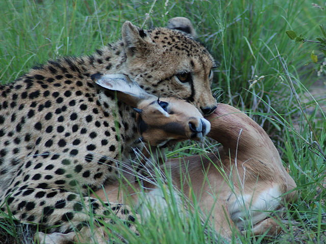File:Cheetah with impala.jpg