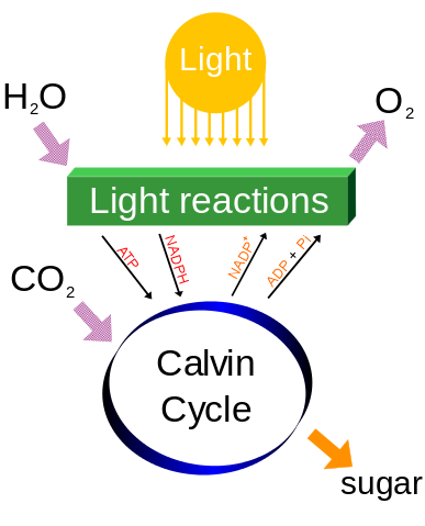 File:Simple photosynthesis overview.svg