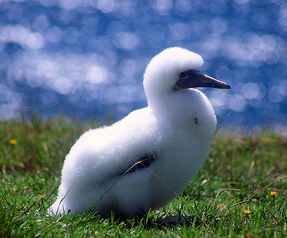 File:Norfolk Island Gannet chick.jpg