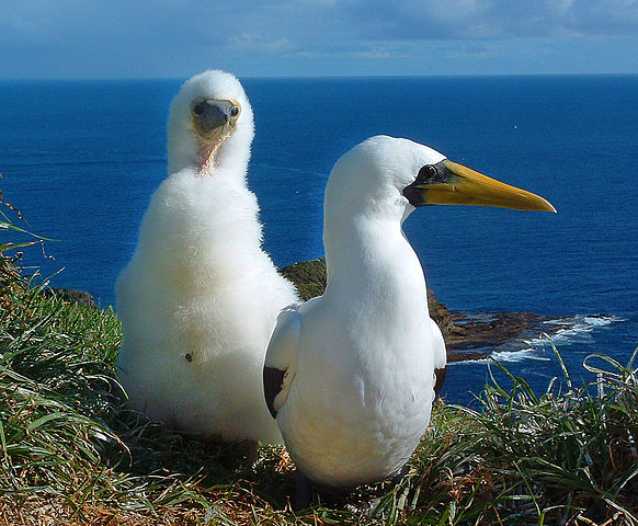 File:Norfolk Island masked boobies.jpg