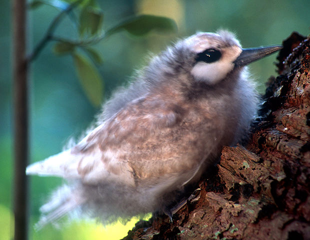 File:Norfolk Island white turn chick.jpg